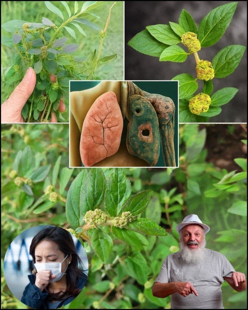 Euphorbia hirta: 30 Surprising Health-Support Benefits