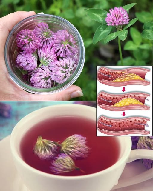 Red Clover: 15 Amazing Benefits and How to Use This Healing Herb