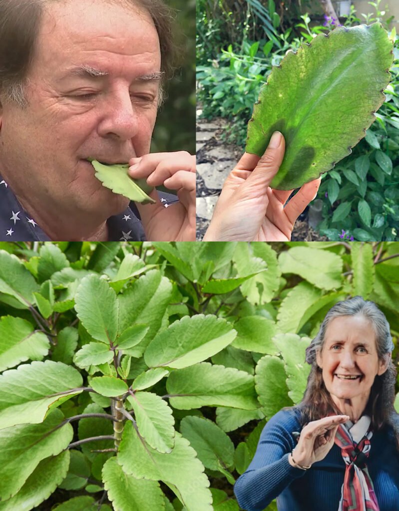 Bryophyllum Calycinum (Kalanchoe Pinnata): The “Miracle Leaf” with Incredible Natural Benefits