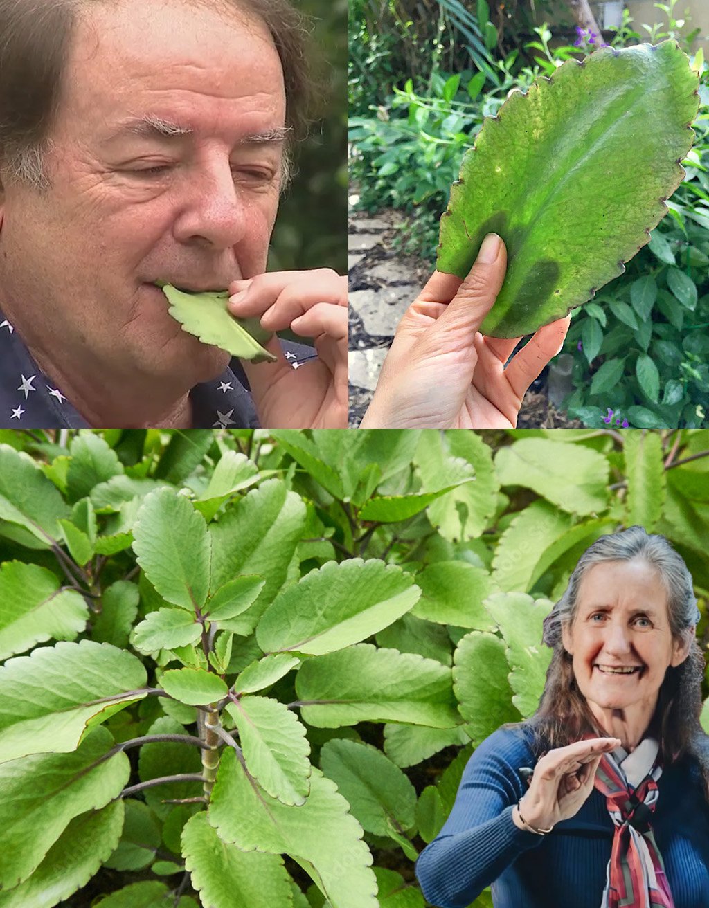 Bryophyllum Calycinum (Kalanchoe Pinnata): The “Miracle Leaf” with Incredible Natural Benefits