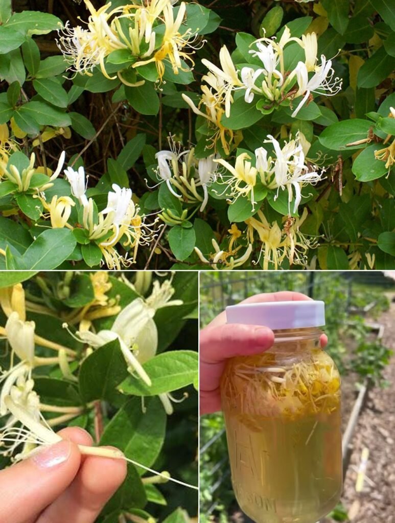 Japanese Honeysuckle (Lonicera japonica): Health Benefits and Homemade Uses