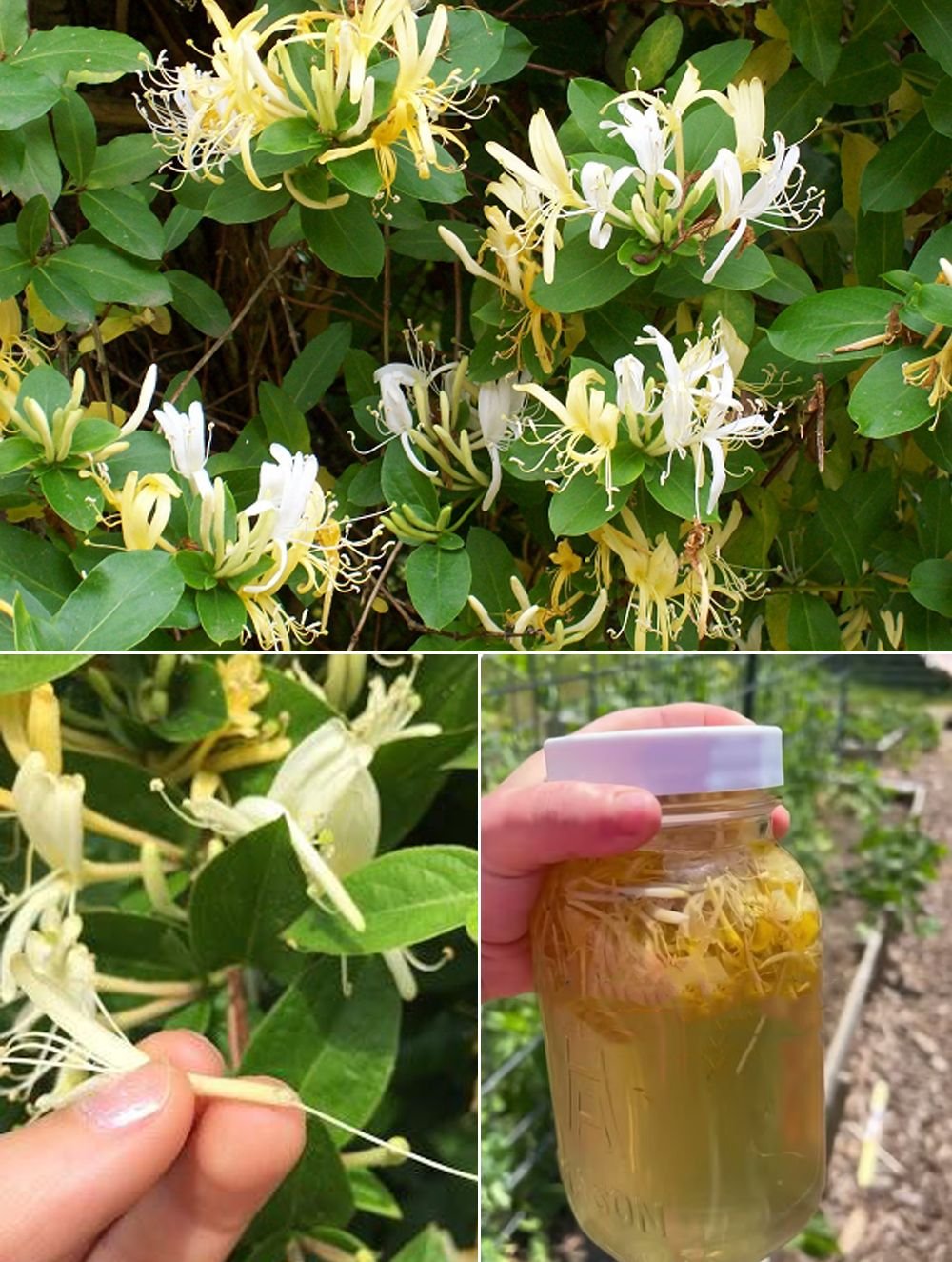 Japanese Honeysuckle (Lonicera japonica): Health Benefits and Homemade Uses