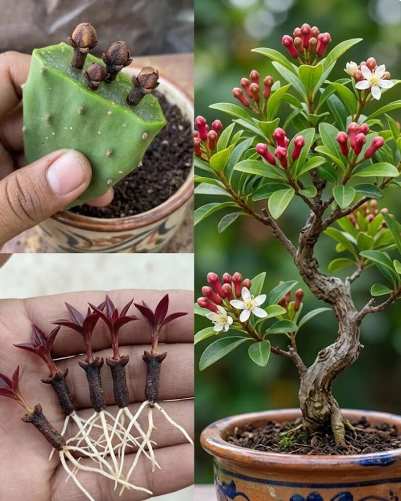 How to grow clove plant at home – from seed to spice