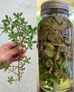 10 Benefits and uses of purslane