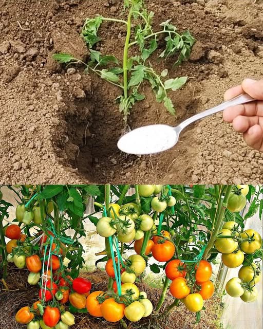 The Ultimate Guide to Planting Tomatoes: Expert Tips for Bountiful Harvests