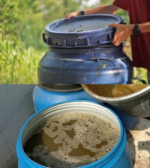 Unlocking Nature’s Bounty: Crafting Free Liquid Fertilizer Using an Ancient Method