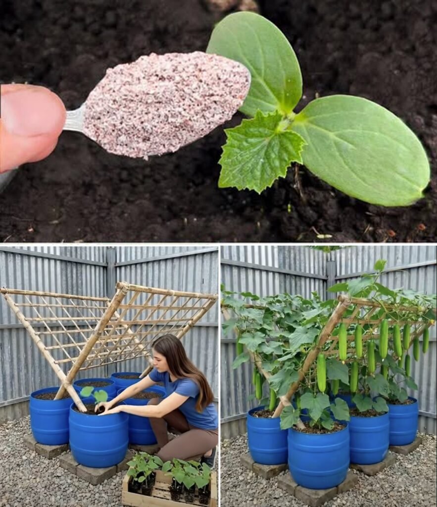 Unlock the Secret to Doubling Your Cucumber Yield with Eggshells