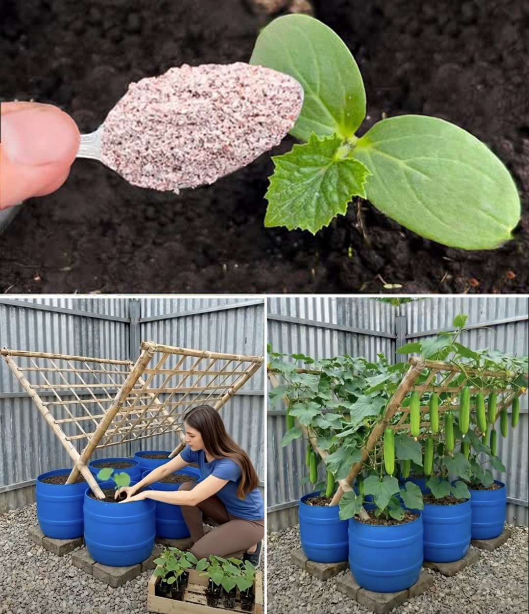 Unlock the Secret to Doubling Your Cucumber Yield with Eggshells
