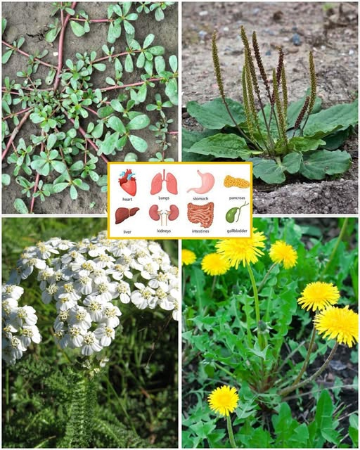 The Common Weed With a Priceless Secret Hiding in Plain Sight