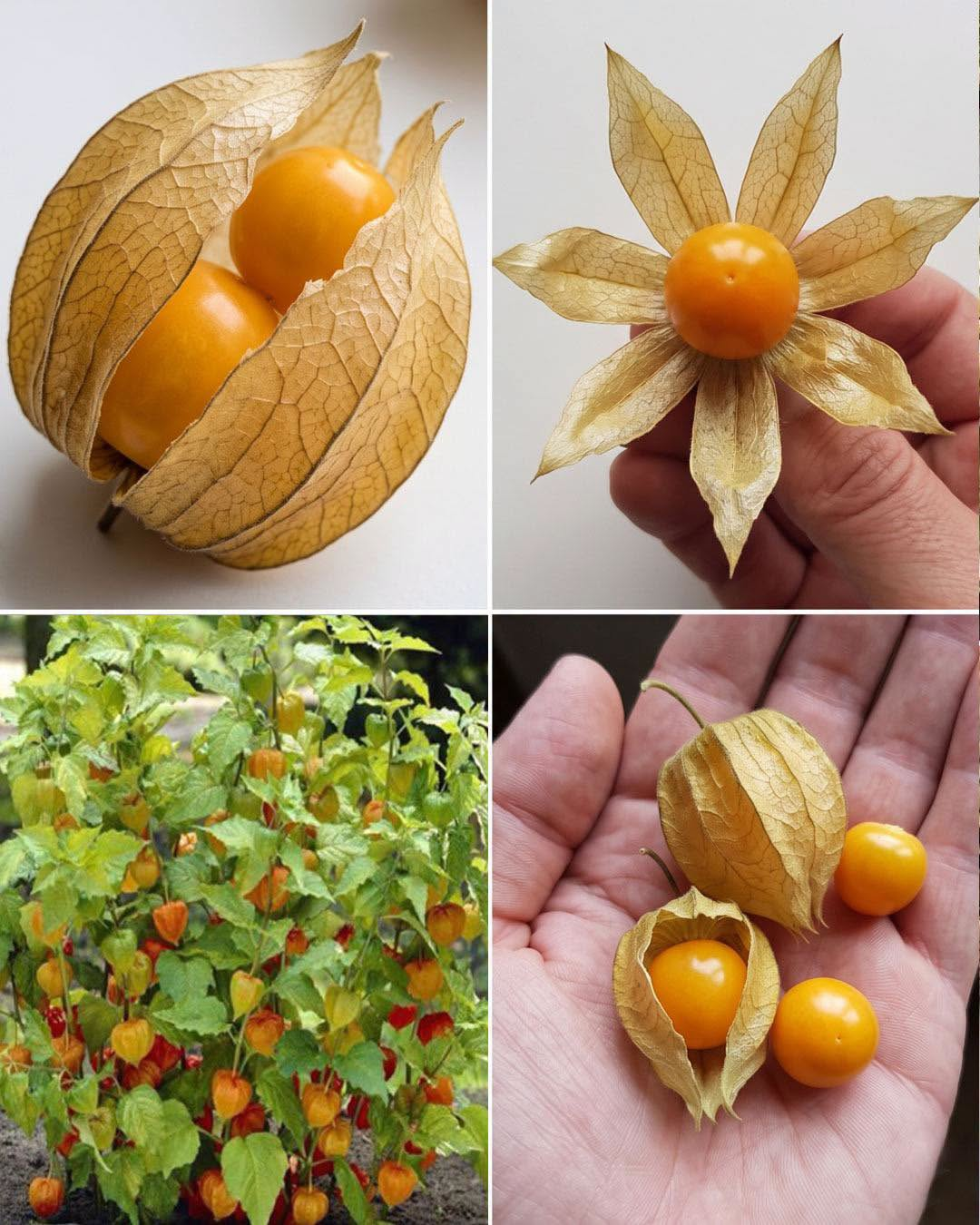 Goldenberries (Physalis peruviana): A Nutrient-Packed Powerhouse for Health and Vision