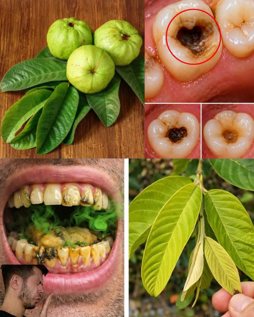 3 Simple Ways to Use Guava Leaves to Support Everyday Oral Care Naturally