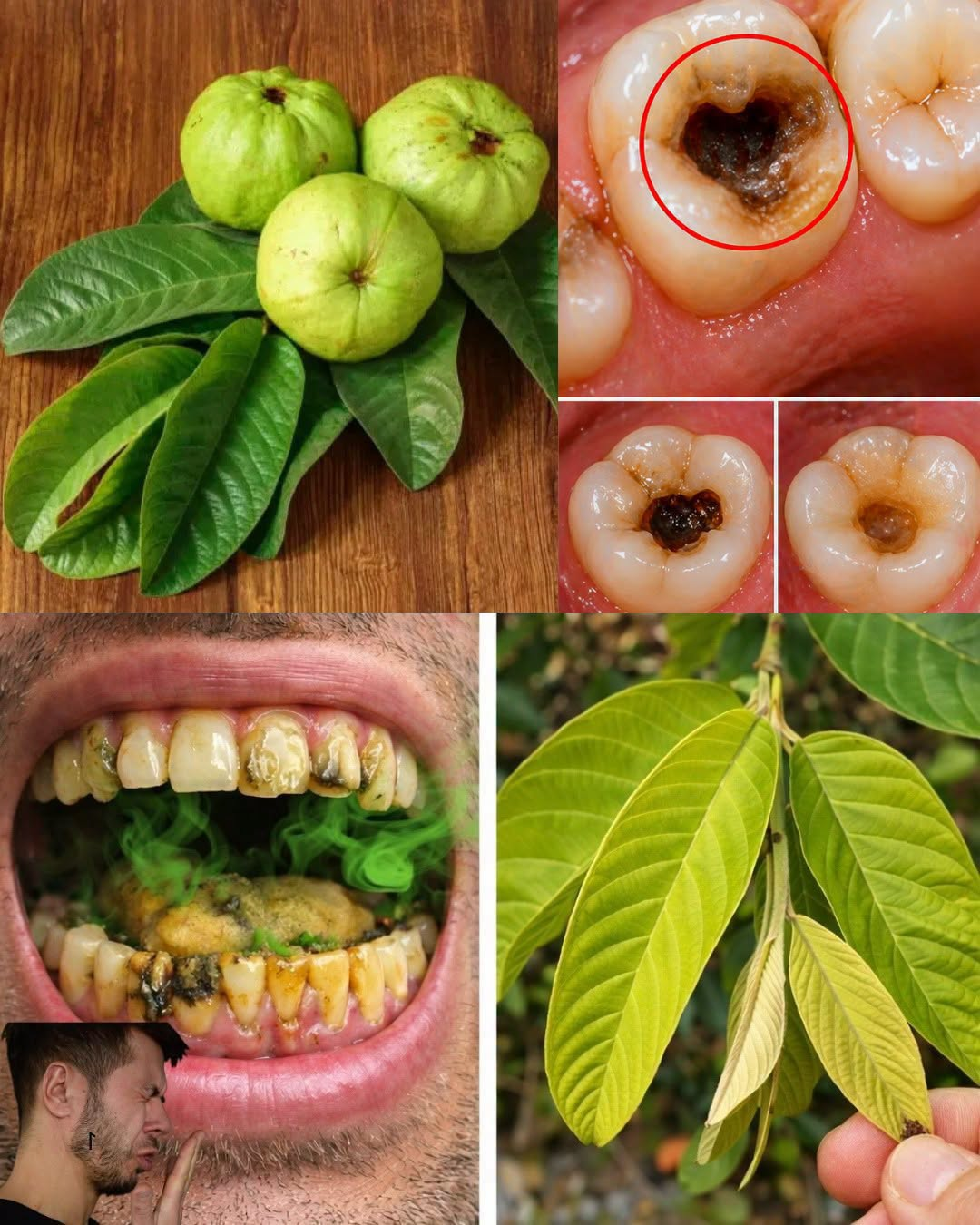 3 Simple Ways to Use Guava Leaves to Support Everyday Oral Care Naturally