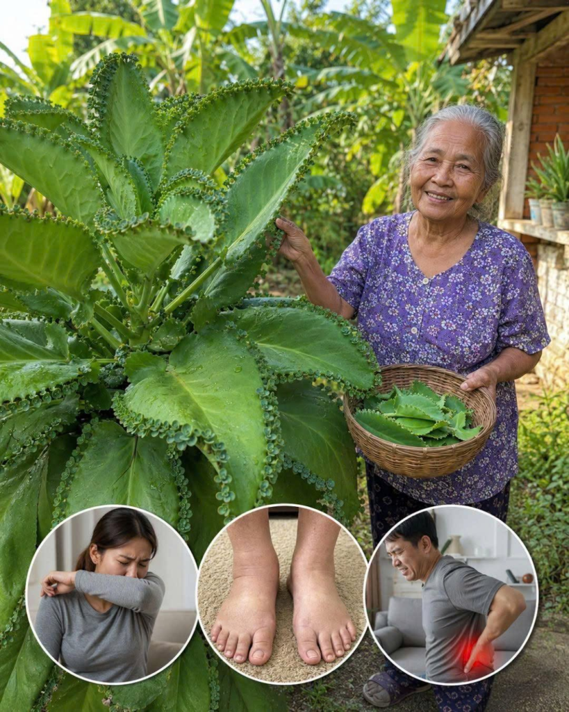 Kalanchoe: Benefits, Uses, and Important Safety Warnings