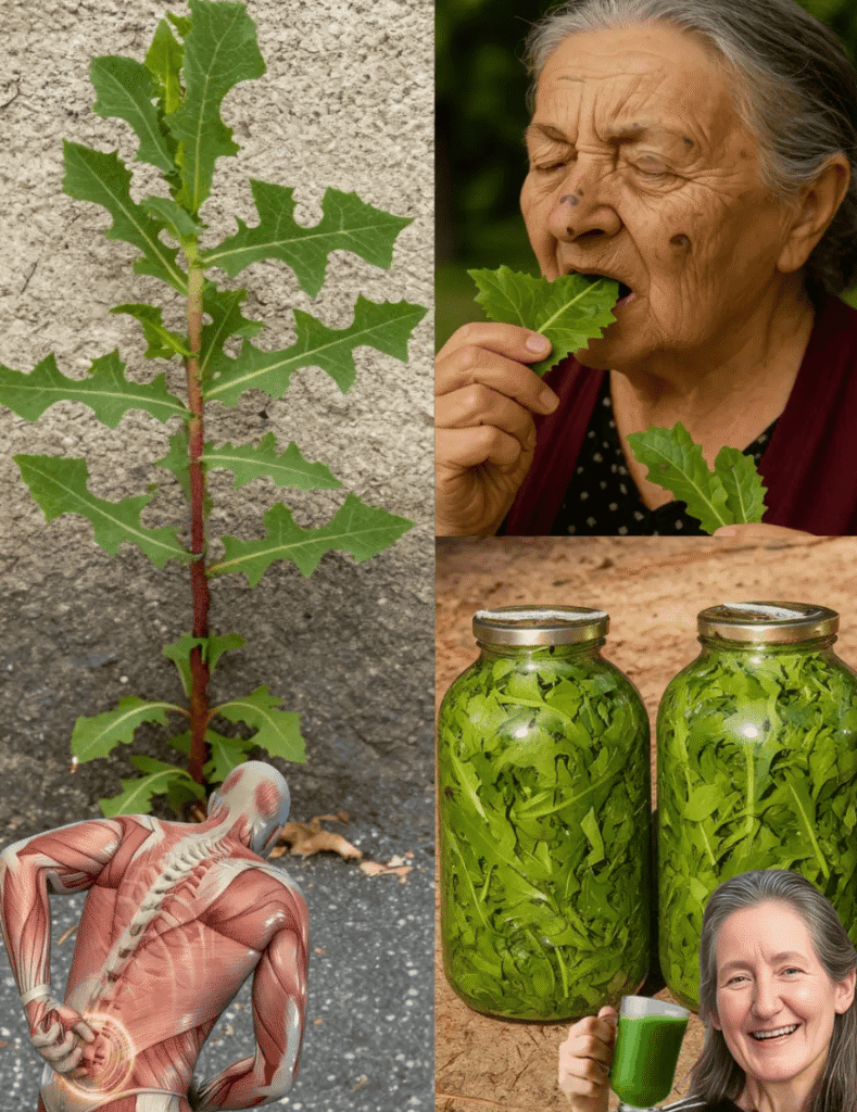 The Opium Lettuce: Exploring the Traditional Benefits of Chewing Wild Lettuce