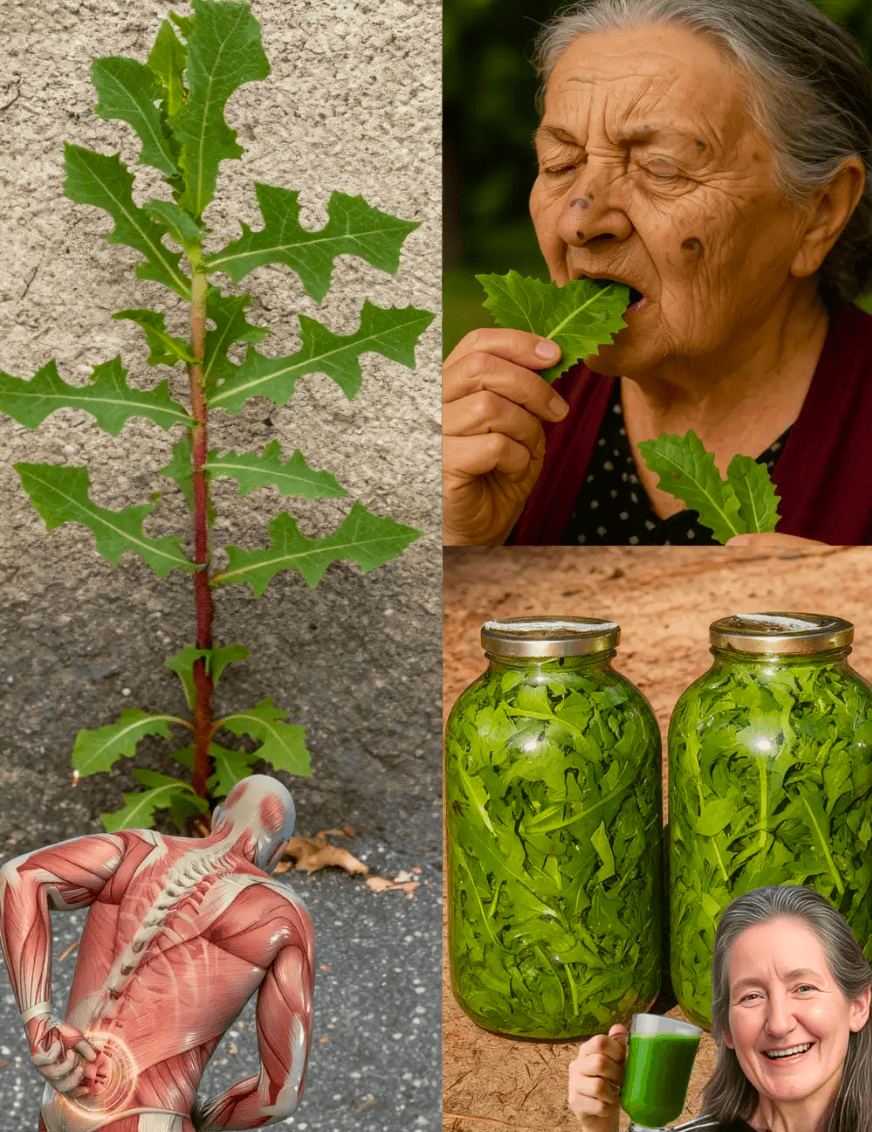 The Opium Lettuce: Exploring the Traditional Benefits of Chewing Wild Lettuce