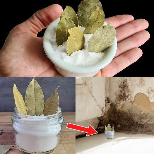I Put Bay Leaf in Baking Soda – 15 Minutes Later I Was Shocked by What Happened!
