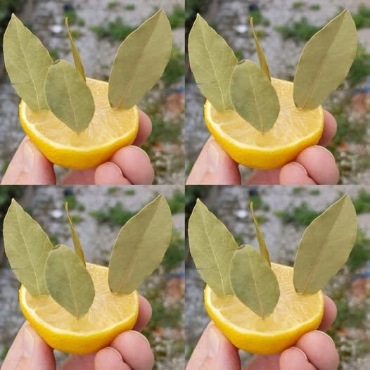 Just Stick a Bay Leaf in a Lemon – The Effect Is Amazing!