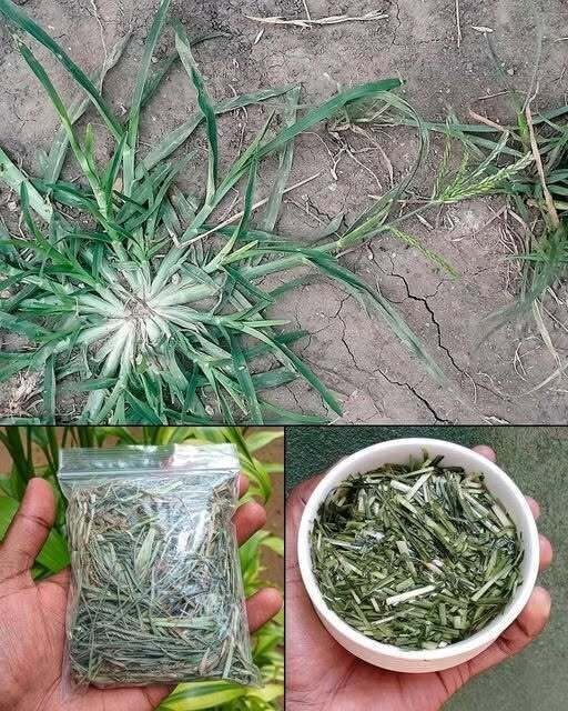 This Common Yard Plant Can Treat Over 10 Health Issues – But Most People Have No Idea!