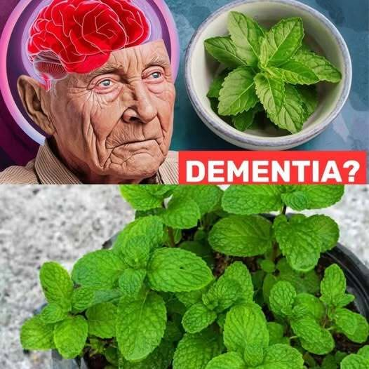 1 Spoon of This Miracle Plant Can Help Prevent Dementia – And It’s Already in Your Kitchen!