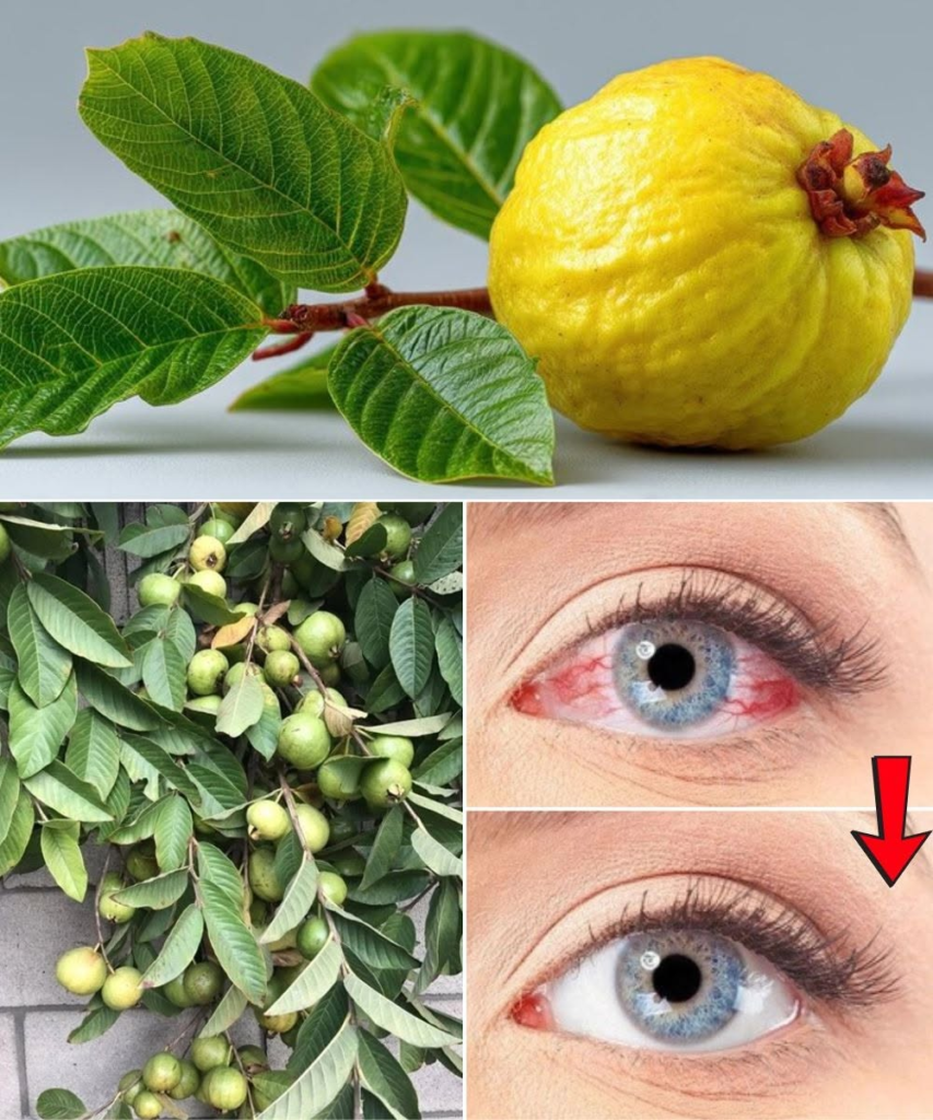 How to Use Guava to Support Eye Health: A Natural Approach