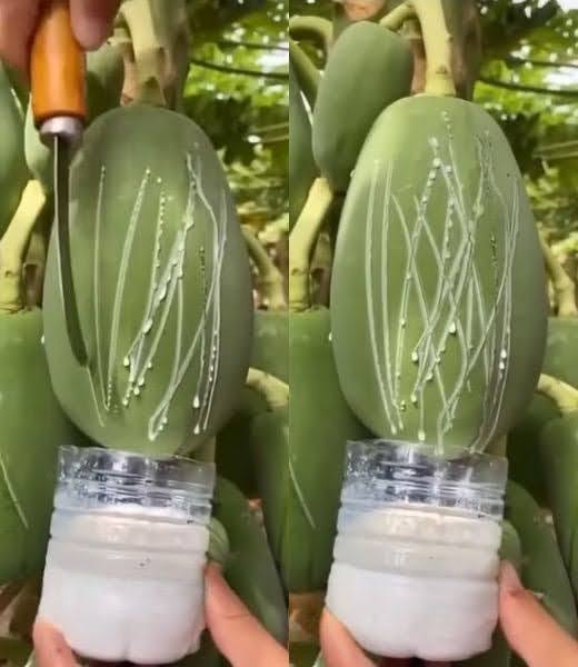 Papaya Sap: Uses, Benefits, and Important Safety Information