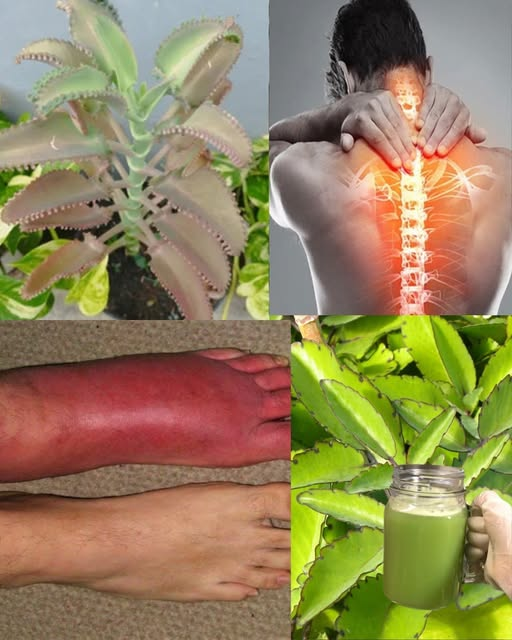 Kalanchoe Pinnata: Discover the Remarkable Green Plant with a Long History in Traditional Wellness