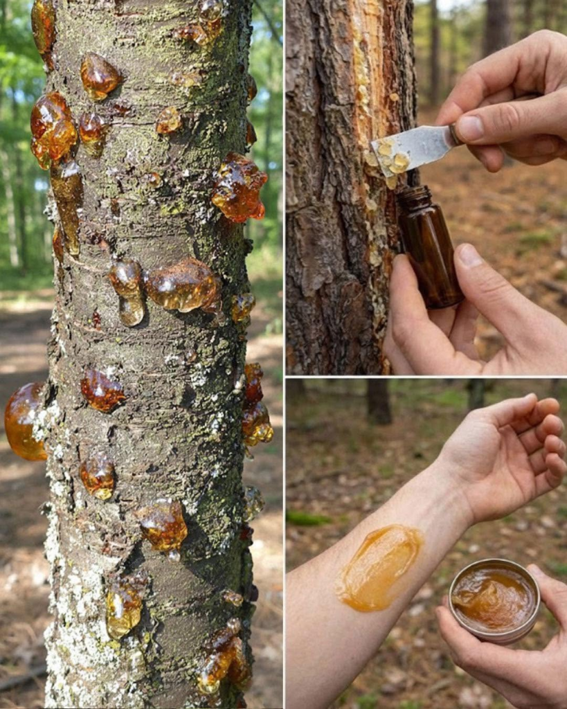 Natural Tree Resin: Top Benefits, and Traditional Uses