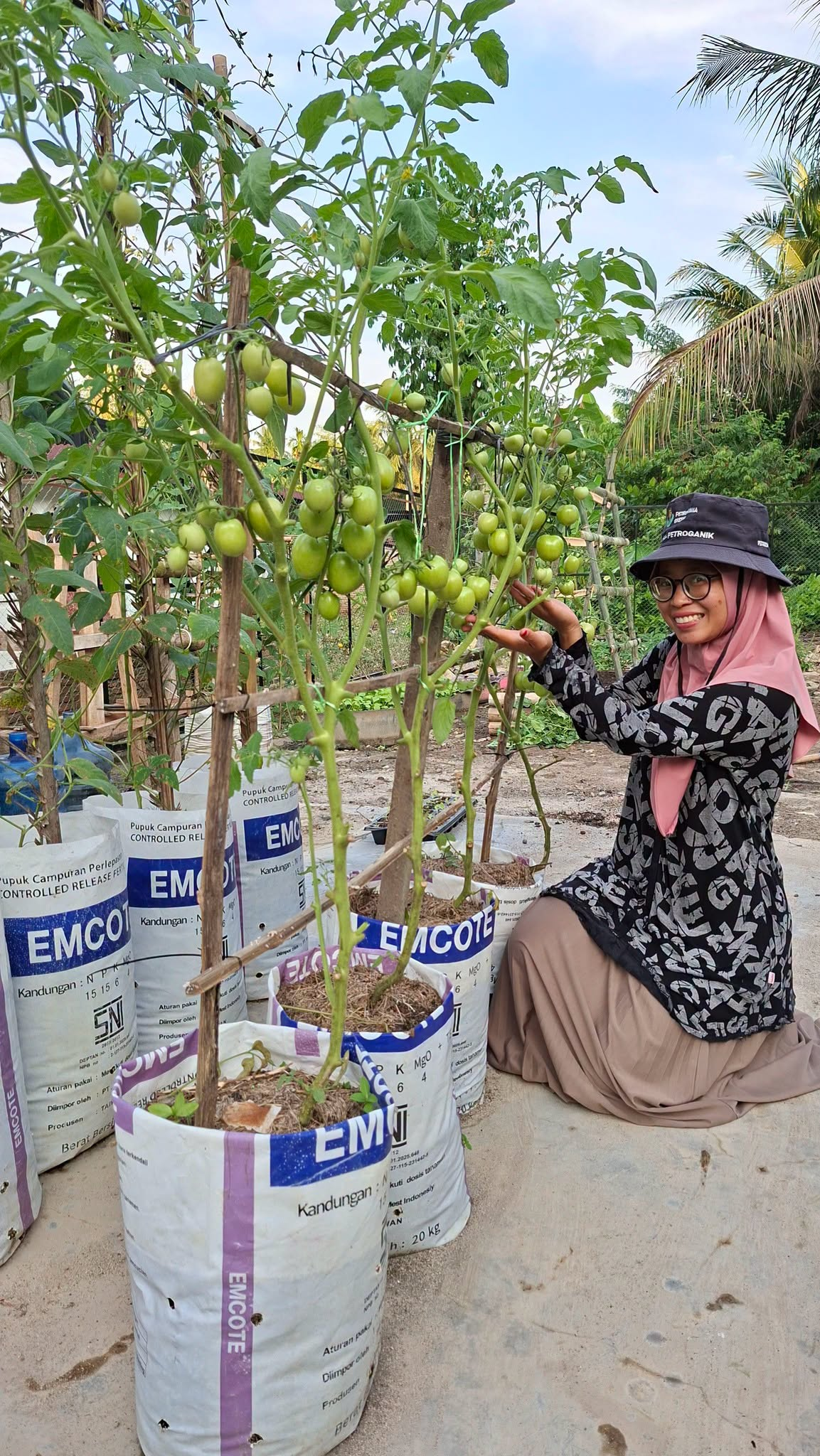 How to Grow Tomatoes in Used Bags for a Huge Harvest