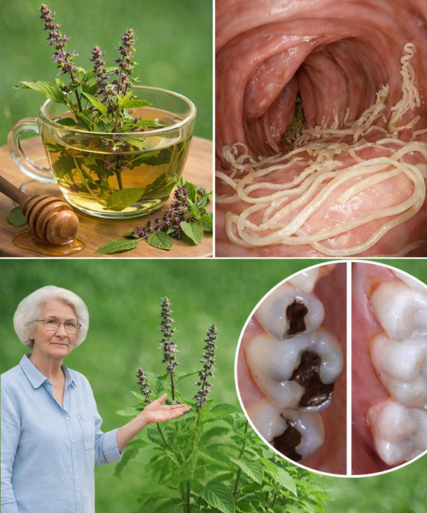 Holy Basil (Tulsi) for Oral Health: Nature’s Complete Mouthwash