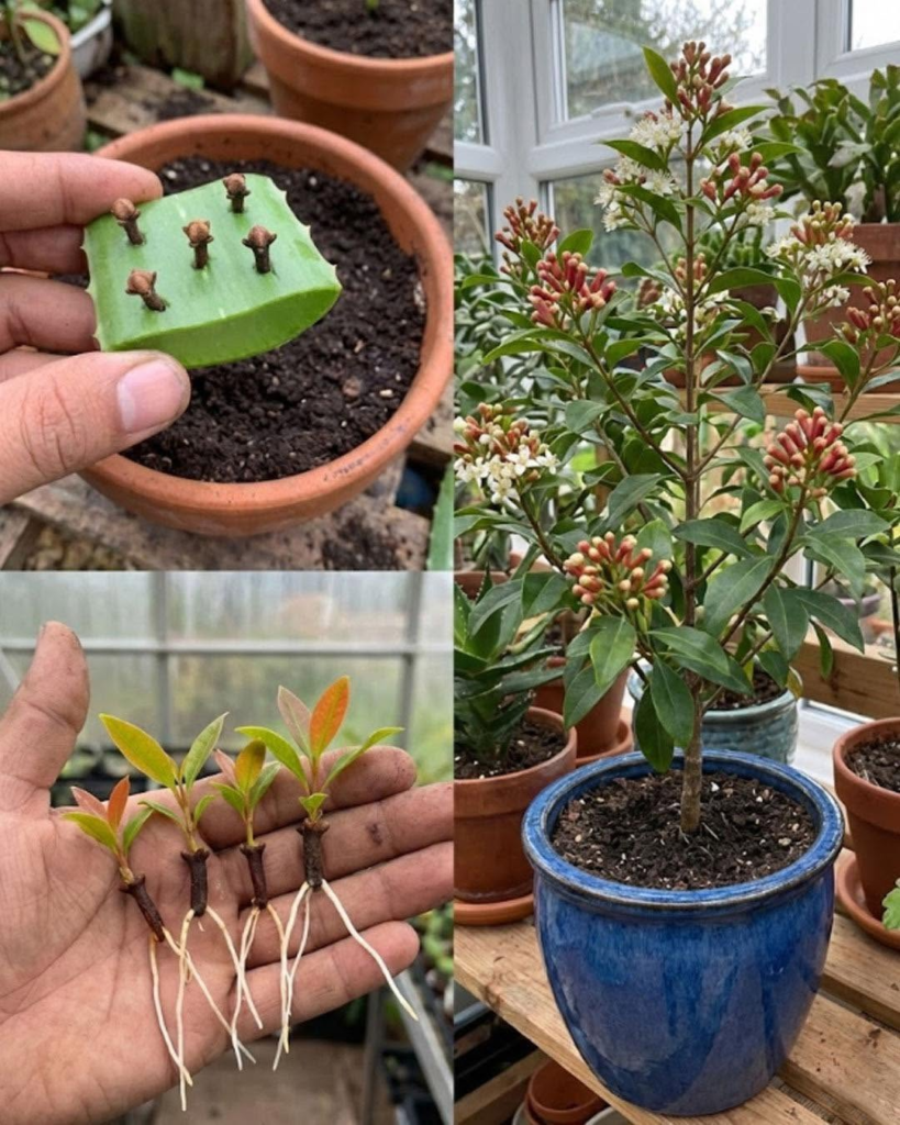 How to grow clove plant at home – from seed to spice