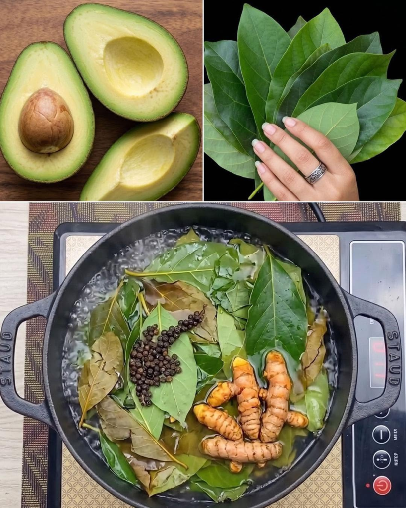 Avocado Leaves Benefits and Uses
