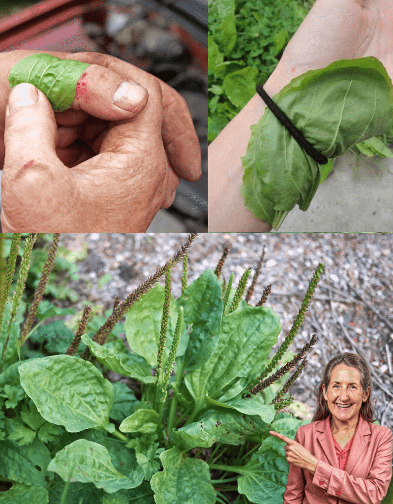 🌿 Plantago Lanceolata: The Humble Weed with Astonishing Health Benefits!