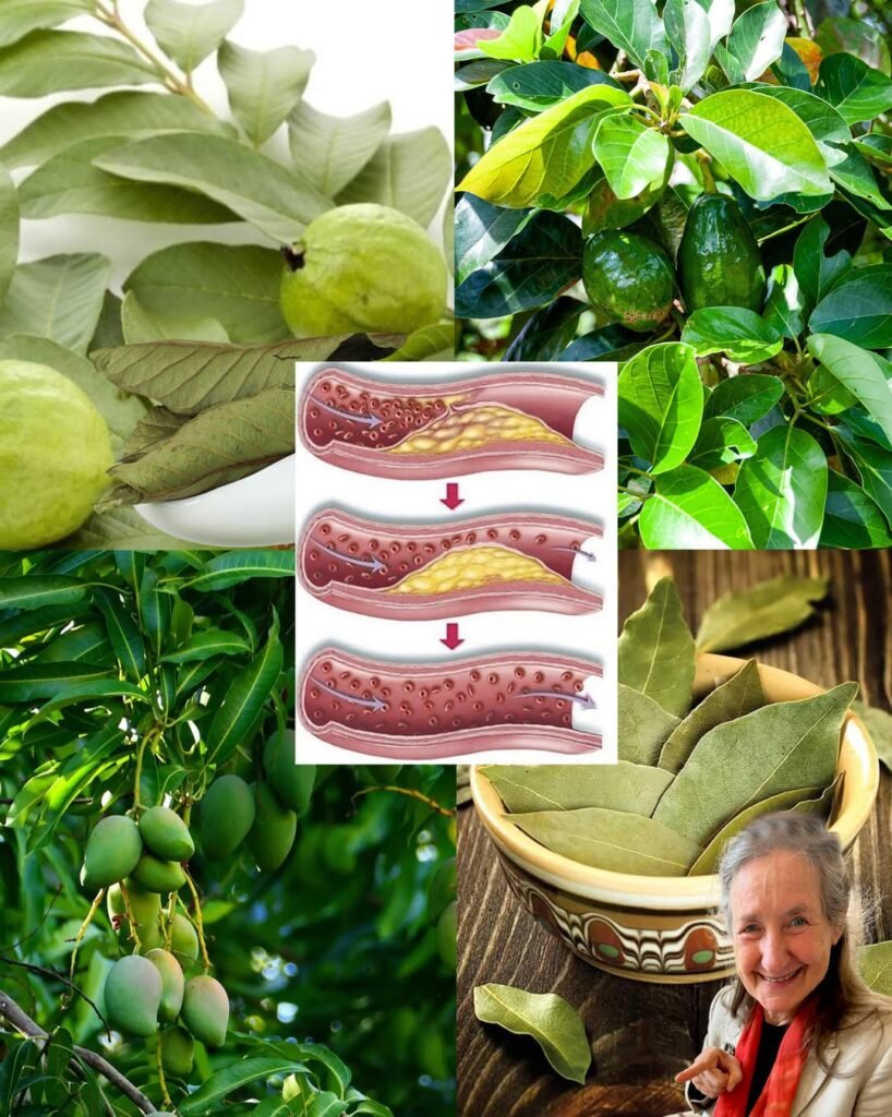 The Five Leaves That Eliminate Diabetes, Cancer, Fatty Liver, Poor Circulation, and High Blood Pressure – No Pills Needed