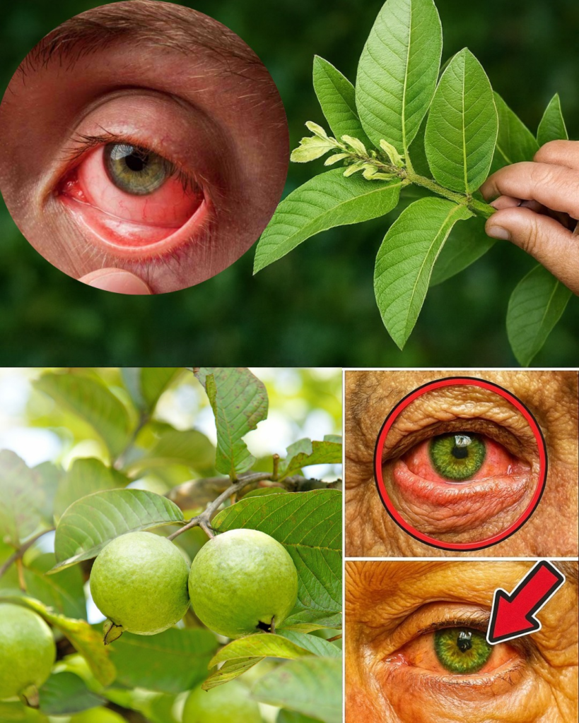How to Use Guava to Care for Your Eyes: Natural Remedies That Surprise 🌿