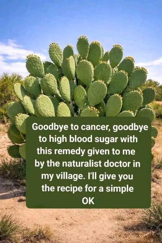 CACTUS OR CACTUS KNOWN AS PLANT OF LIFE