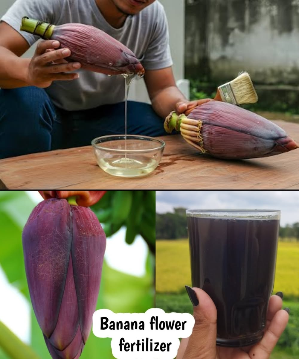 11 Mind-Blowing Benefits of Banana Blossoms to Transform Your Health