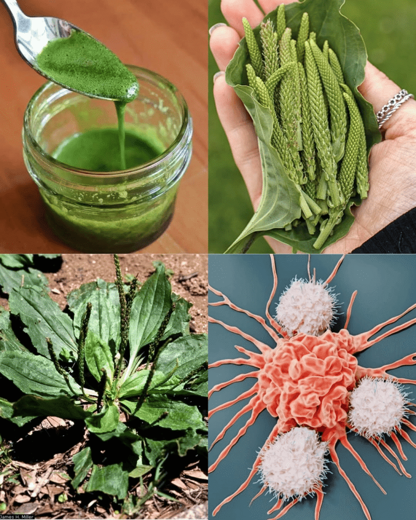 Plantain Power: Why This Common “Weed” Is a Hidden Gem for Natural Wellness