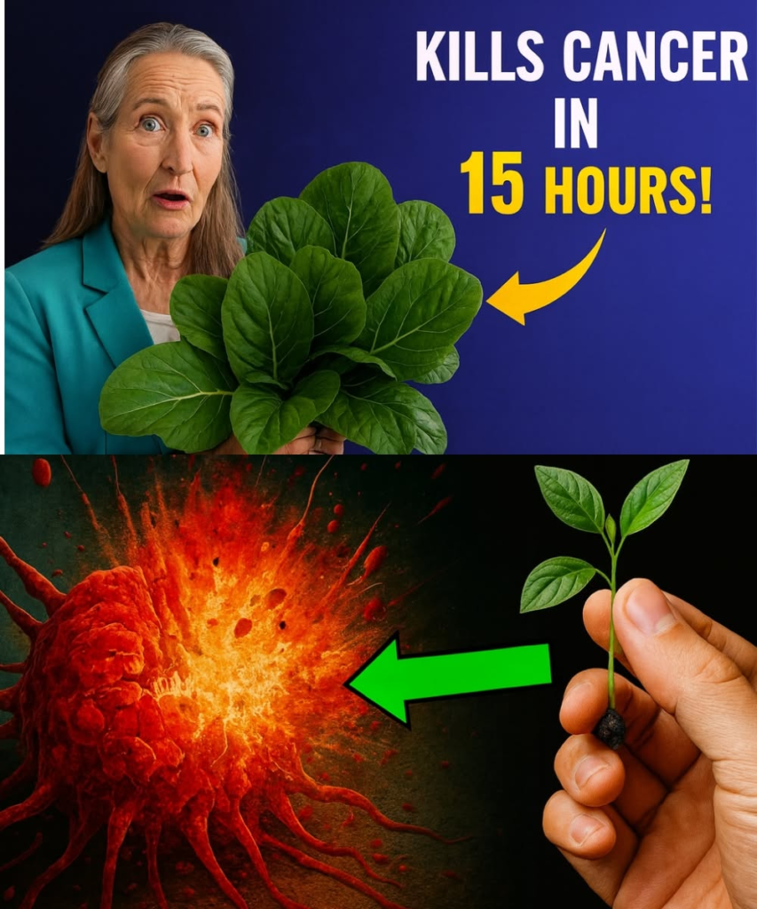 Unlocking Nature’s Hidden Healers: The Power of Plants for Vibrant Health