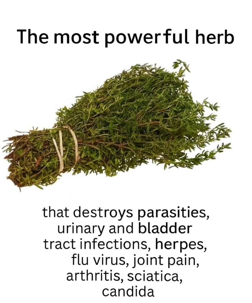 Oregano Oil: Properties, Benefits, and How to Use It