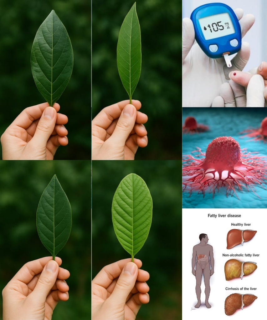 The Four Medicinal Leaves: Avocado, Mango, Bay, and Guava