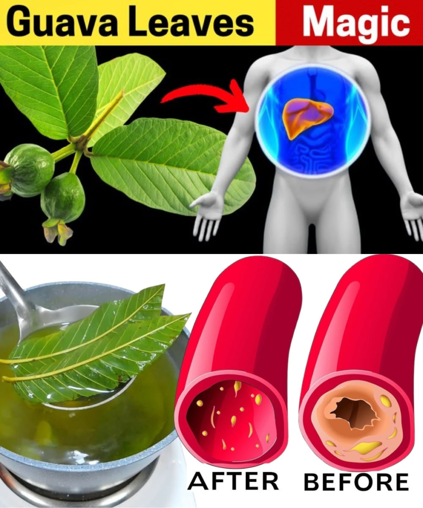 17 Weird Guava Leaves Uses and Benefits That You Never Think Off!