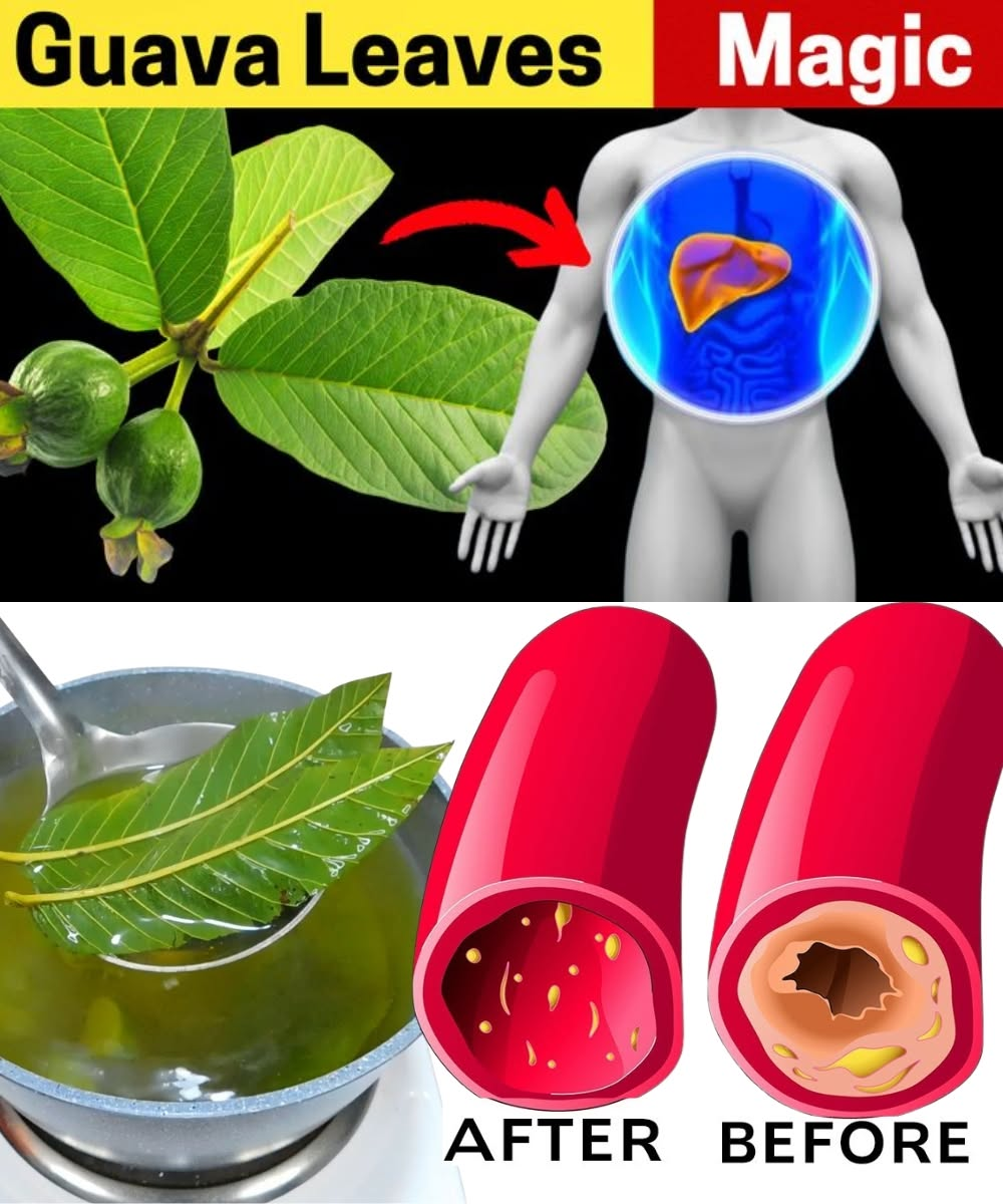 17 Weird Guava Leaves Uses and Benefits That You Never Think Off!