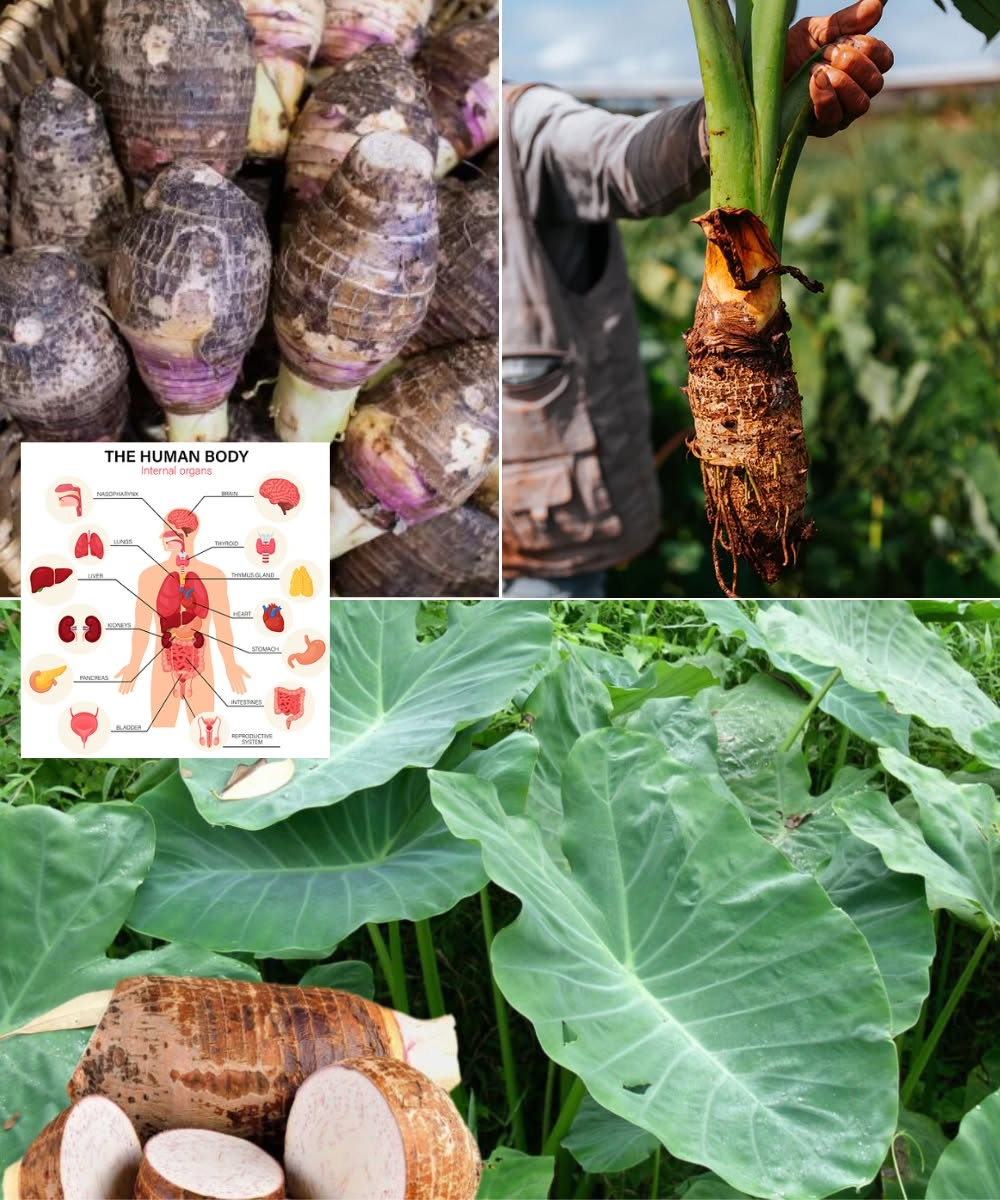 Taro Root: The Gentle Superfood You’ve Probably Overlooked