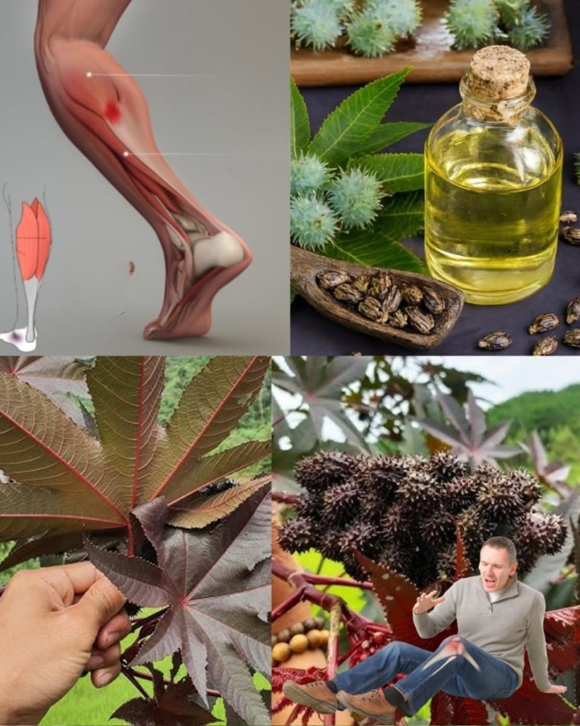 Discover the Hidden Gold in Your Garden: The Amazing Power of Castor Leaves