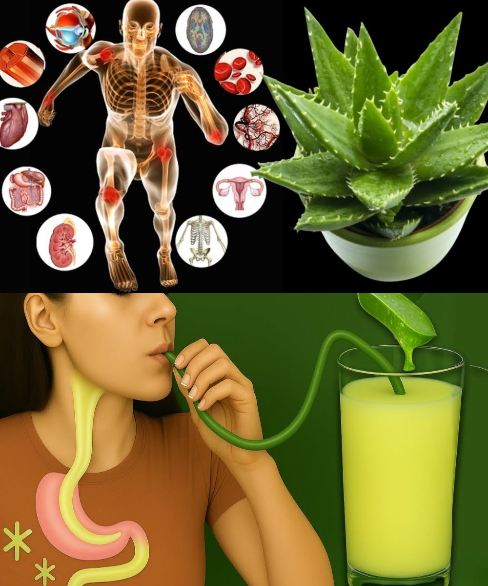 Aloe Vera Juice: A Gentle Daily Ritual for Gut, Skin & Overall Wellness