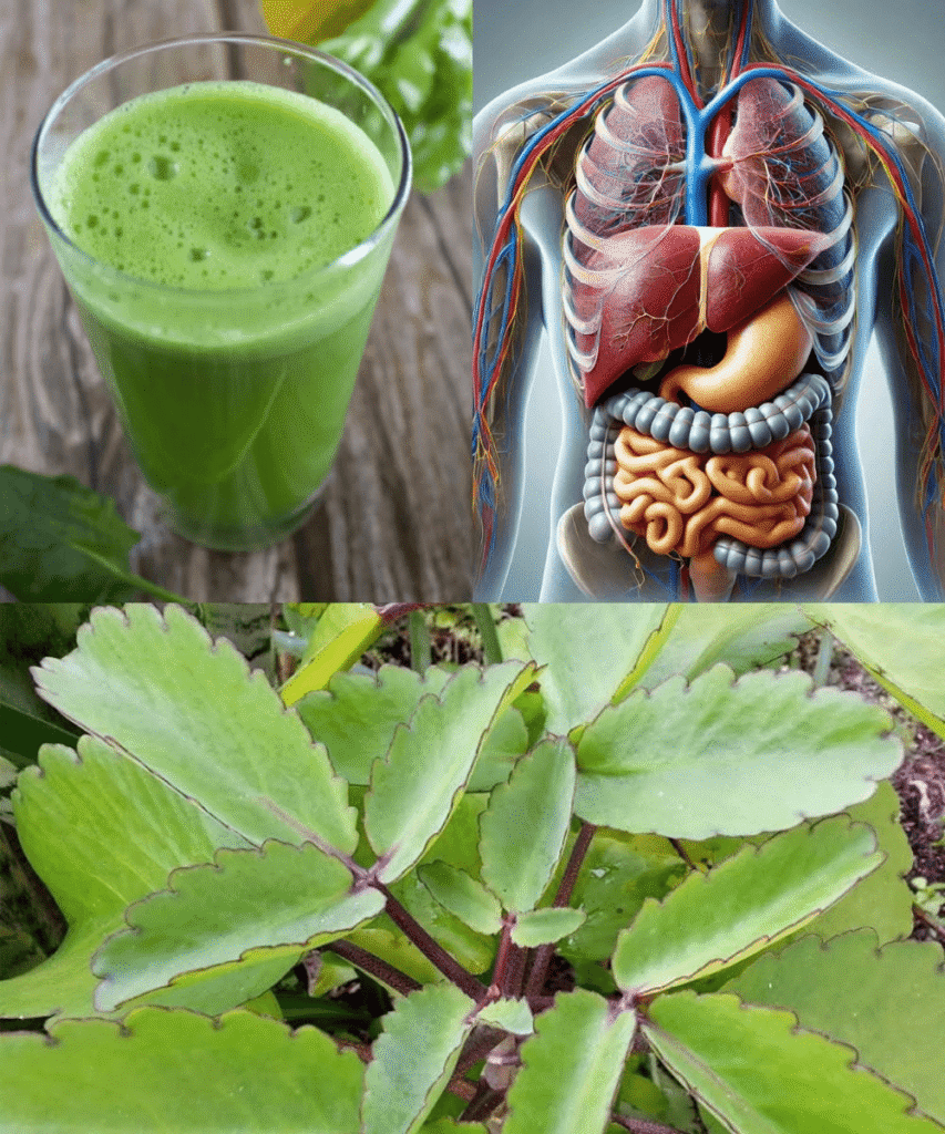 Horseradish Leaves: The Overlooked Green You Shouldn’t Throw Away