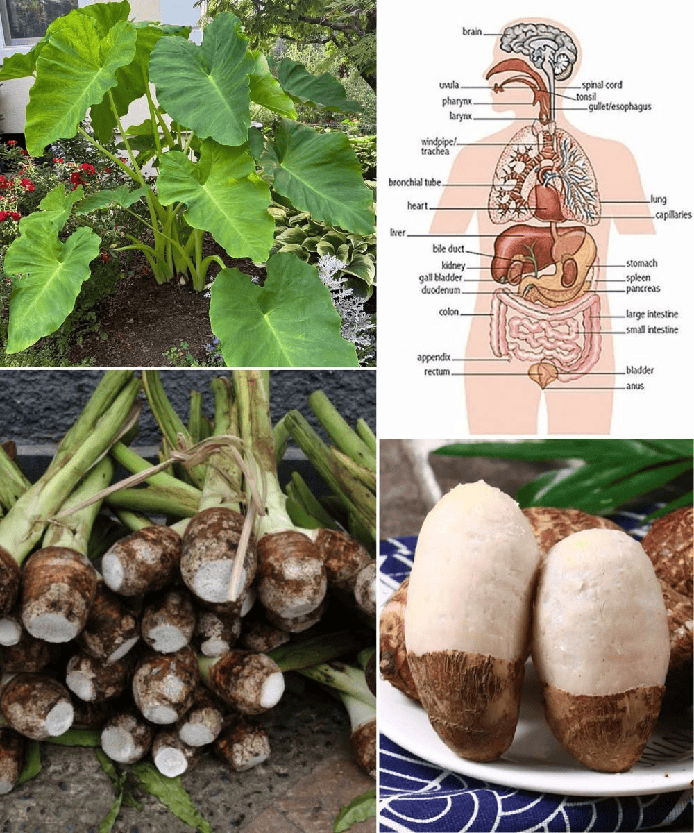 Taro Root Revealed: The Ultimate Superfood to Transform Your Health