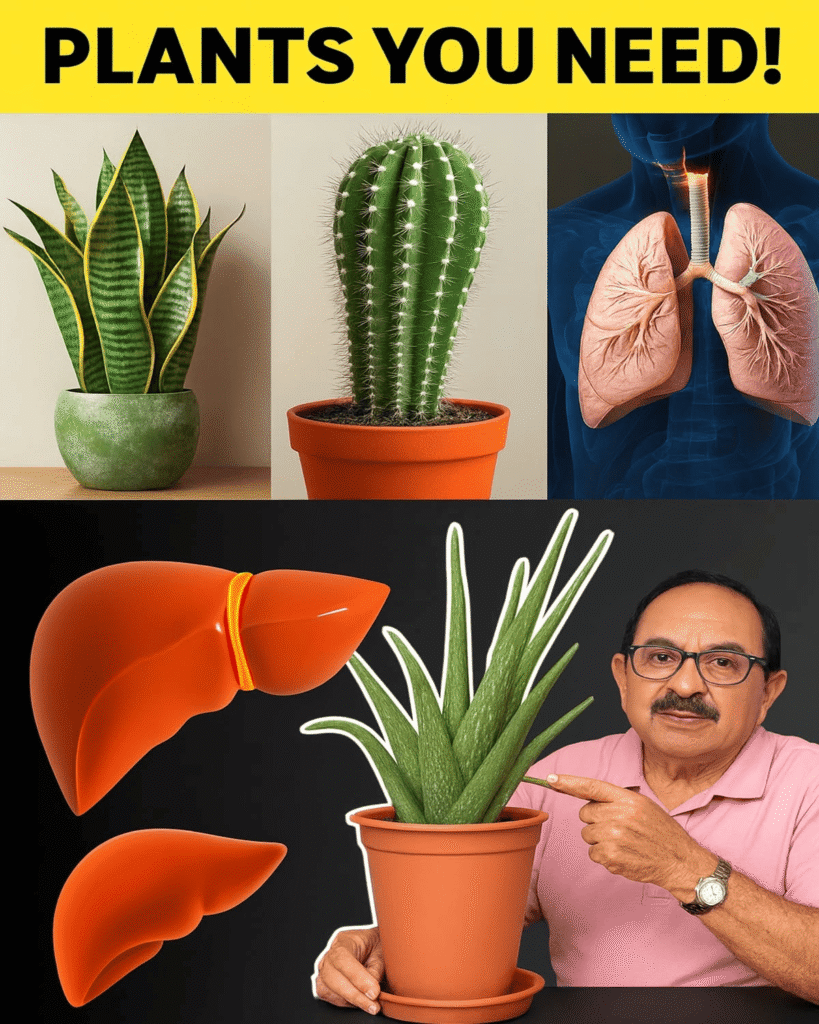 10 Houseplants That Boost Your Health and Home
