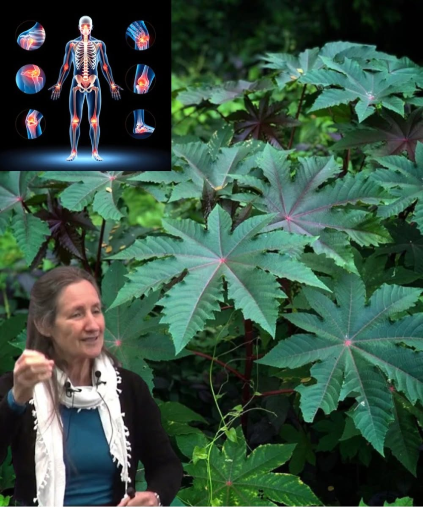 15 Gentle Health Benefits of Castor Leaves After Age 30 (And How to Use Them)