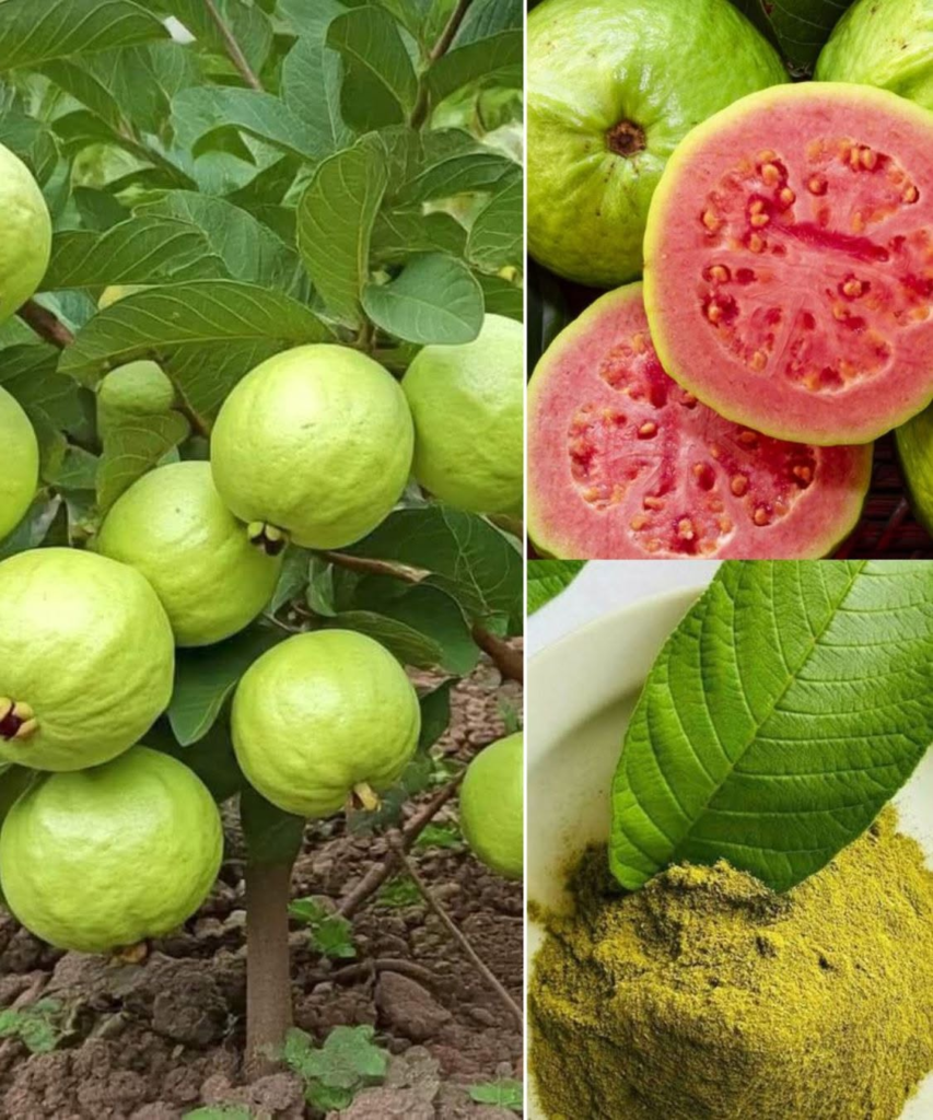5 Common Mistakes When Eating Guava—and How to Avoid Them for Maximum Benefits